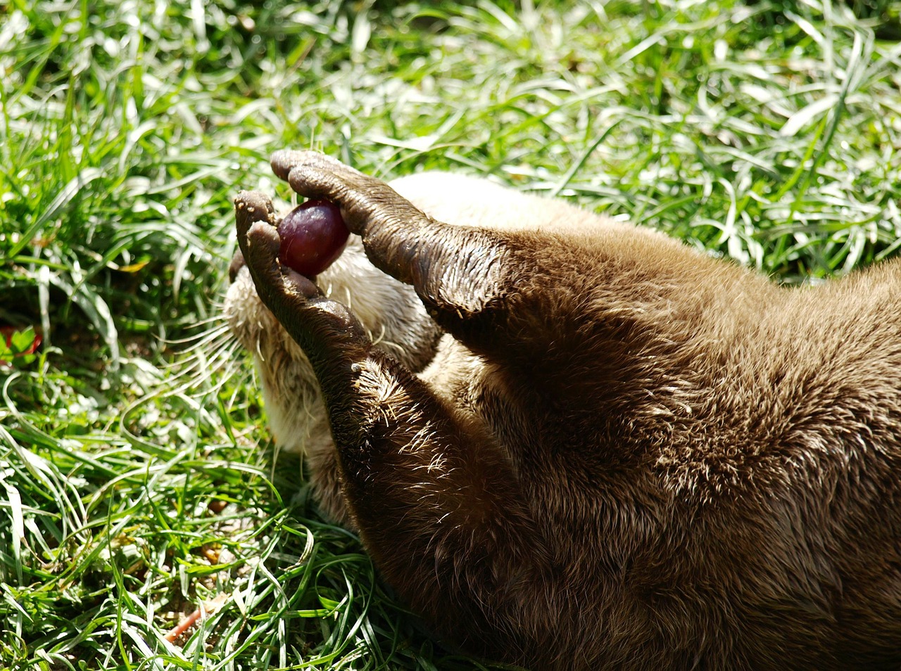 otter paws grape free photo