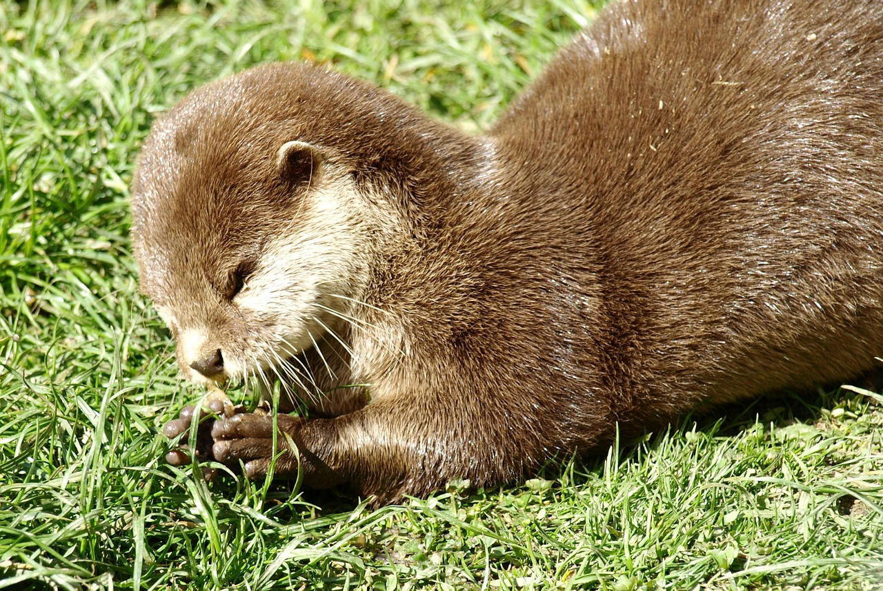 otter eat swimmer free photo