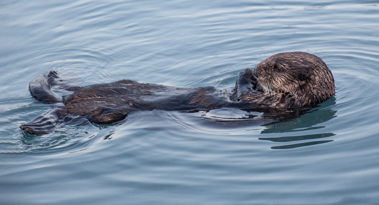 otter  wildlife  alaska free photo