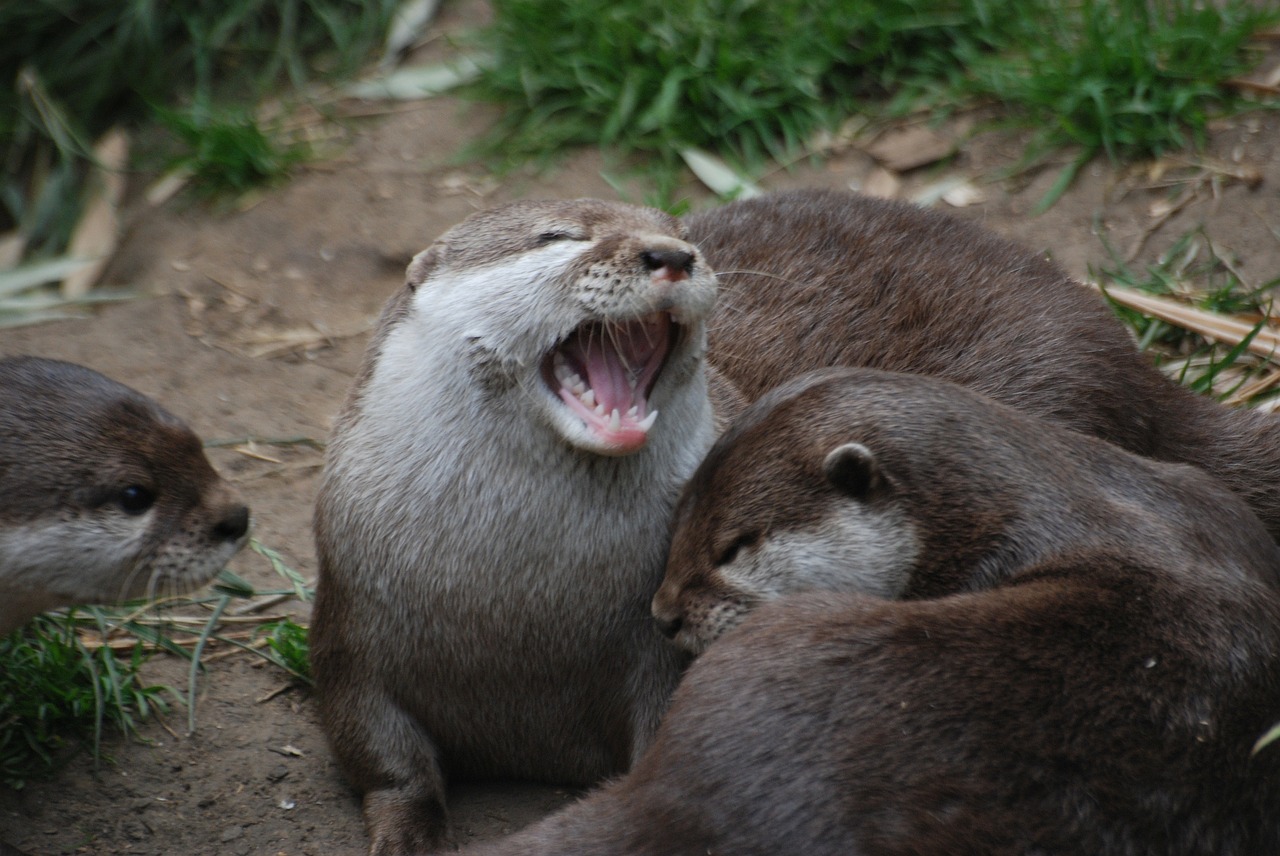 otter close-up whiskers free photo