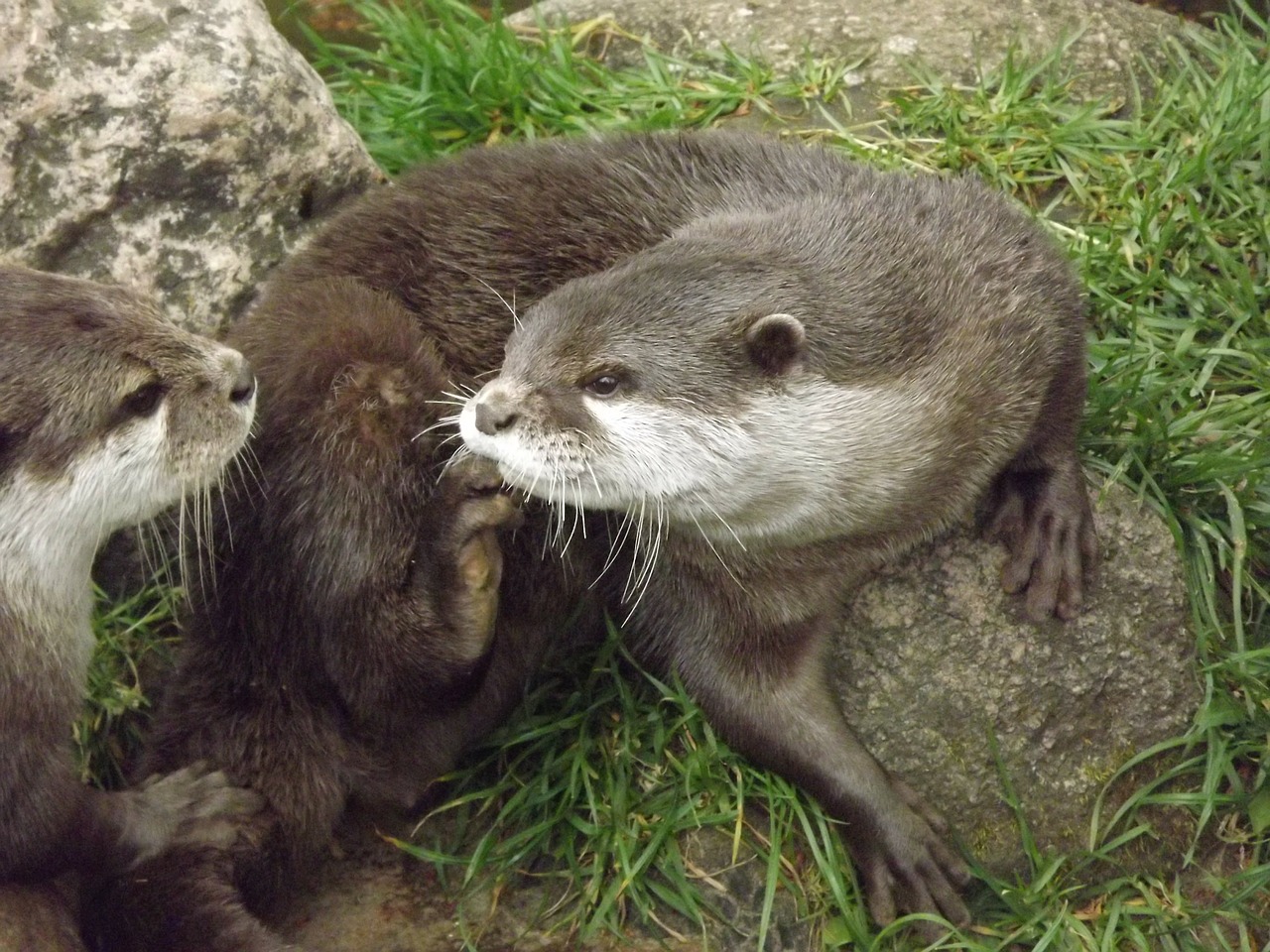 otter marten zoo free photo