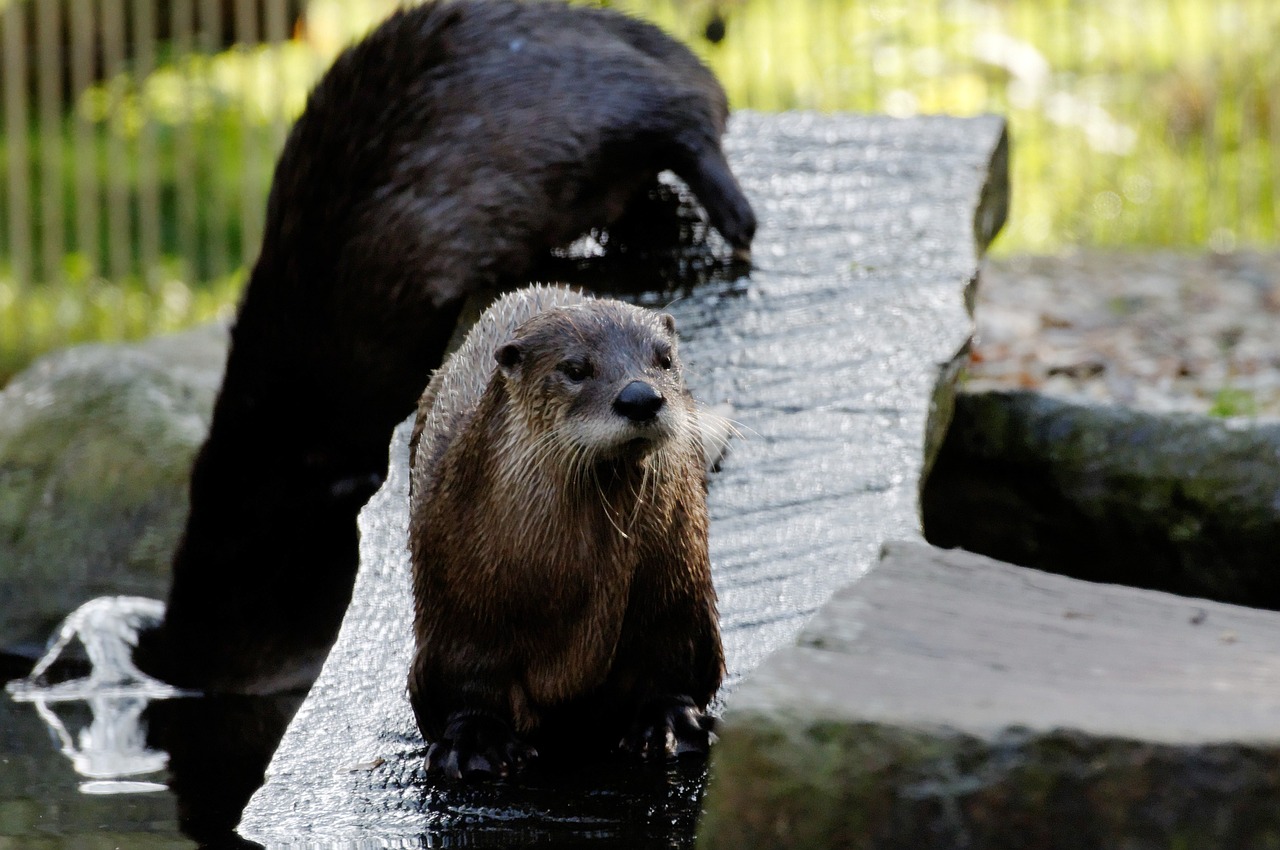 otter board water free photo