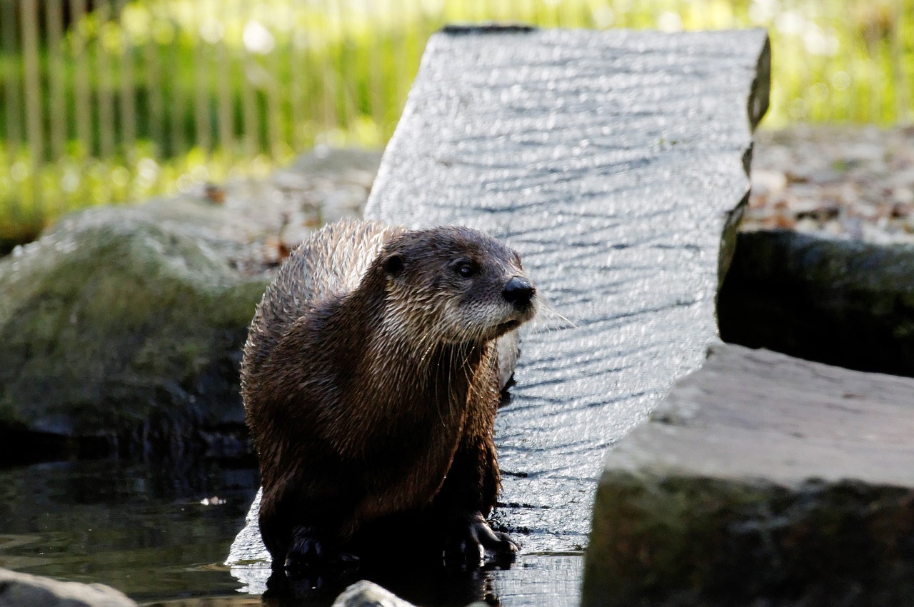otter board water free photo