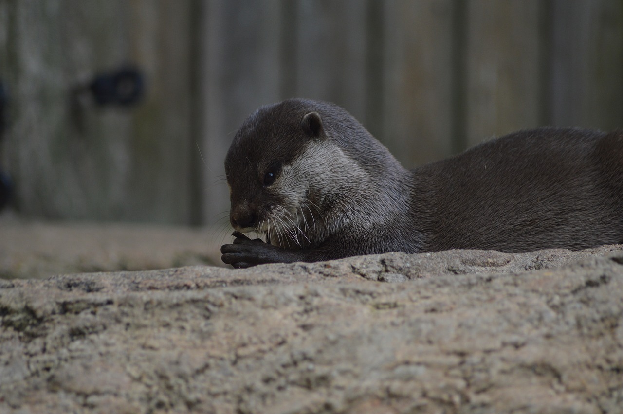 otter  nature  zoo free photo