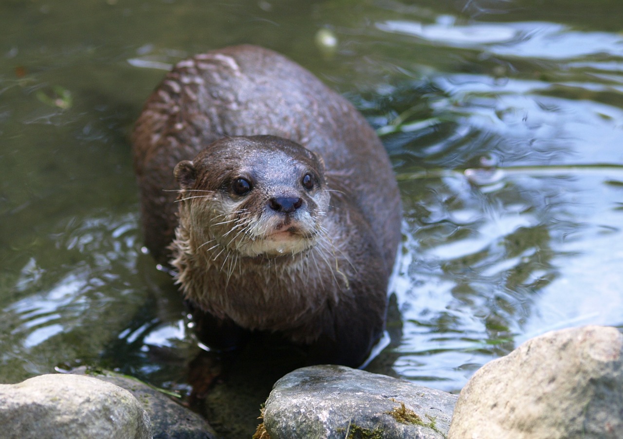 otter swimmer nature free photo