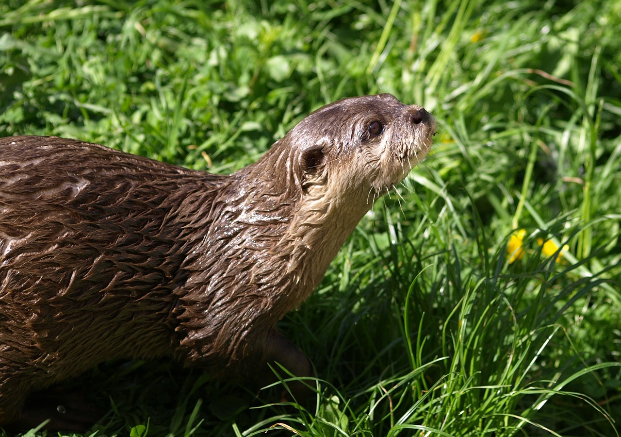 otter animals fur free photo