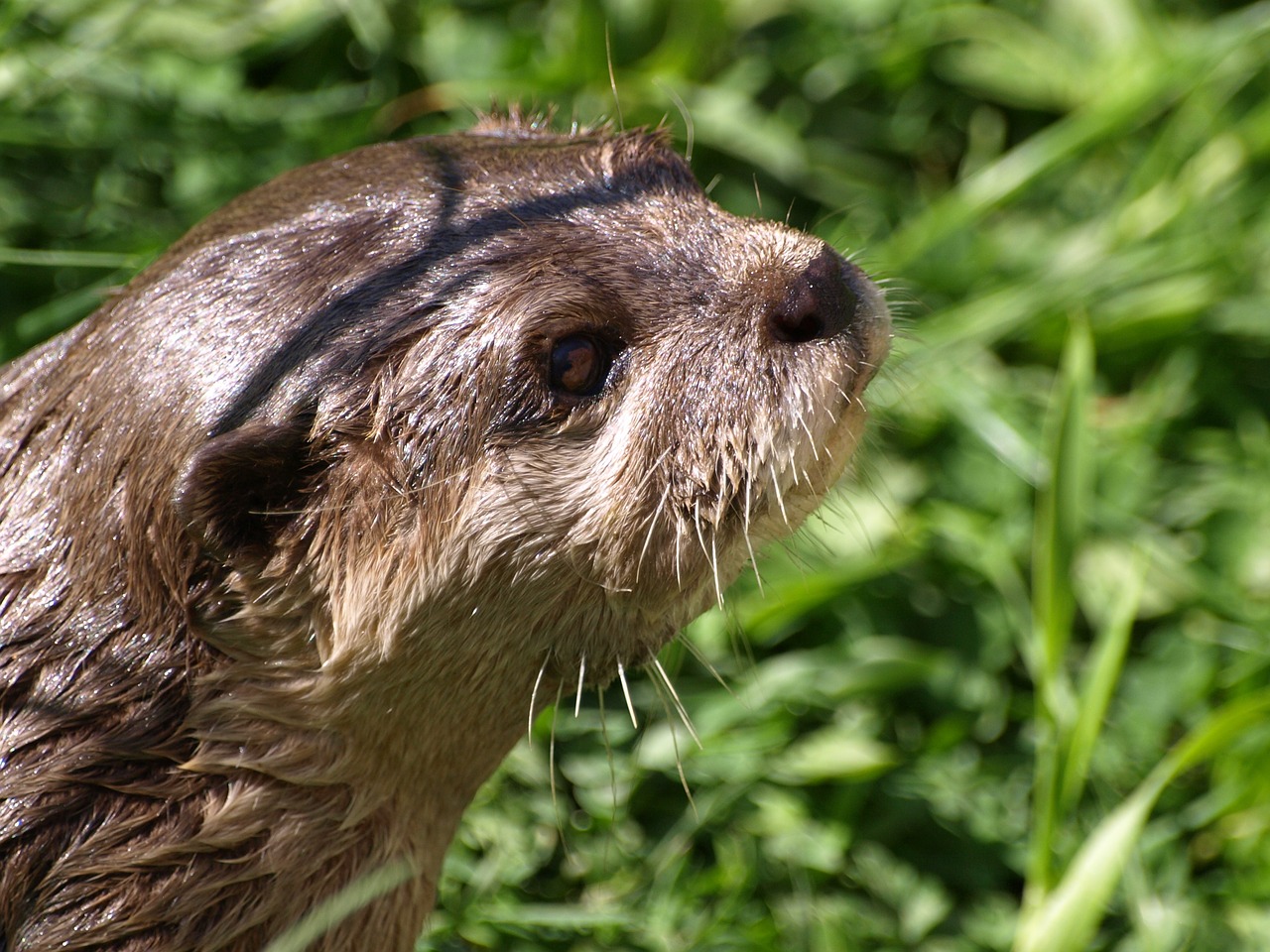 otter nature fur free photo