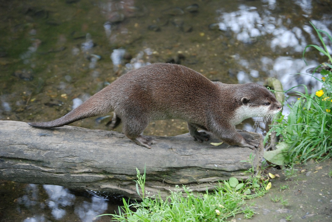 otter mammal zoo free photo