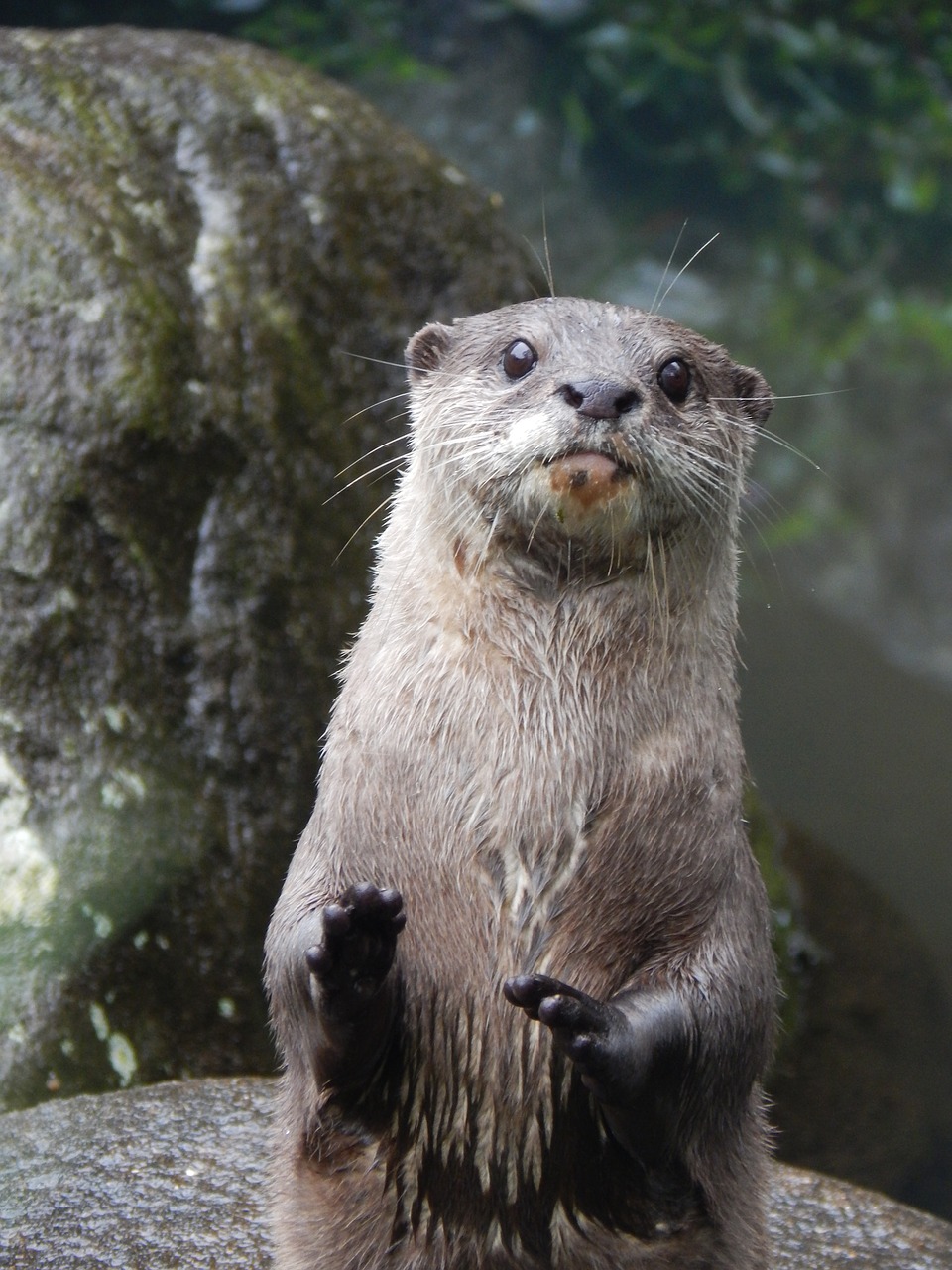 otter  animal  cute free photo