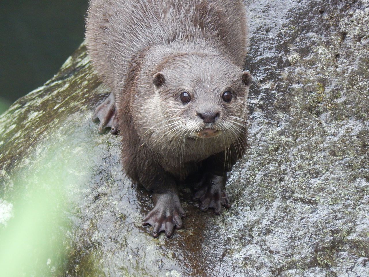 otter  animal  cute free photo