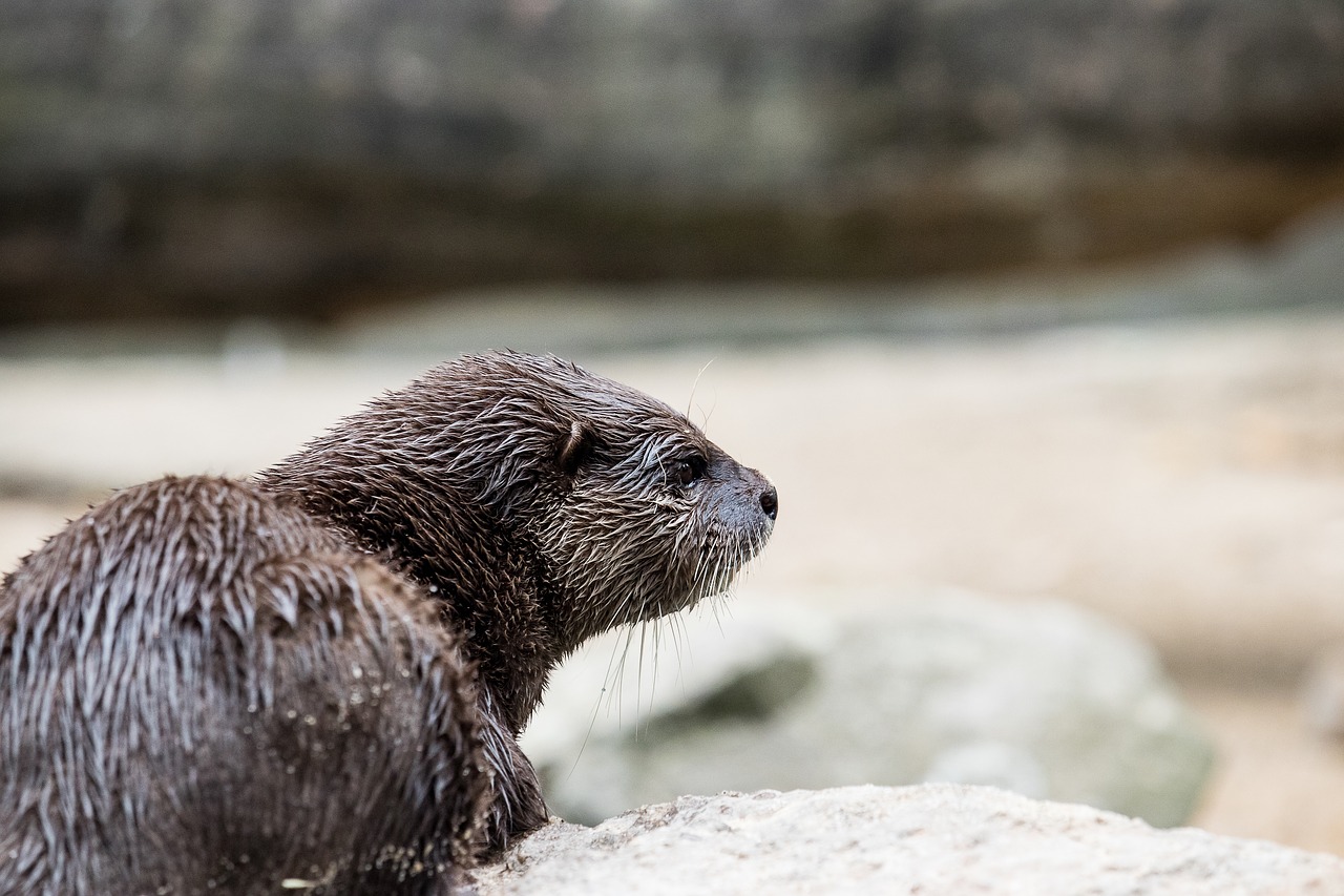 otter  mammal  rodent free photo