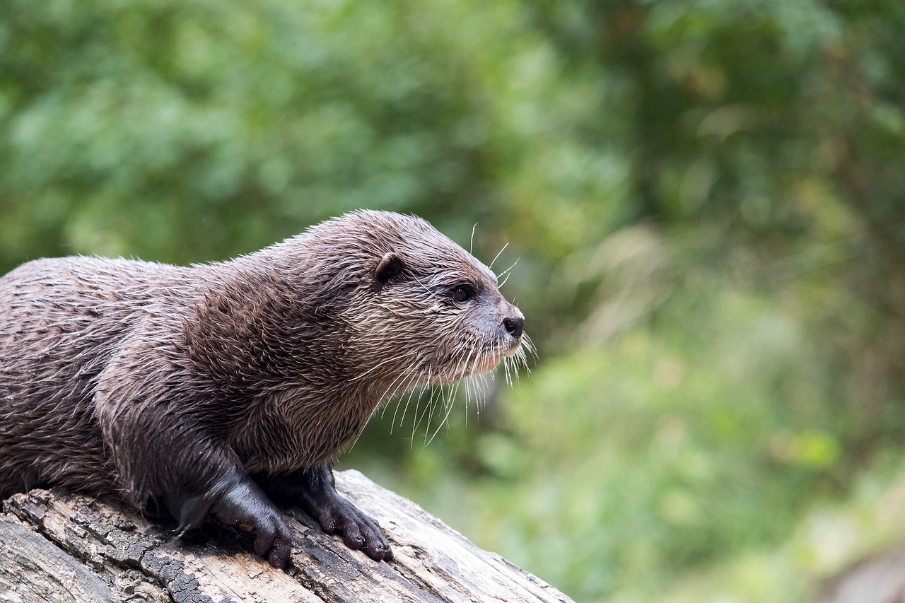 otter  mammal  rodent free photo