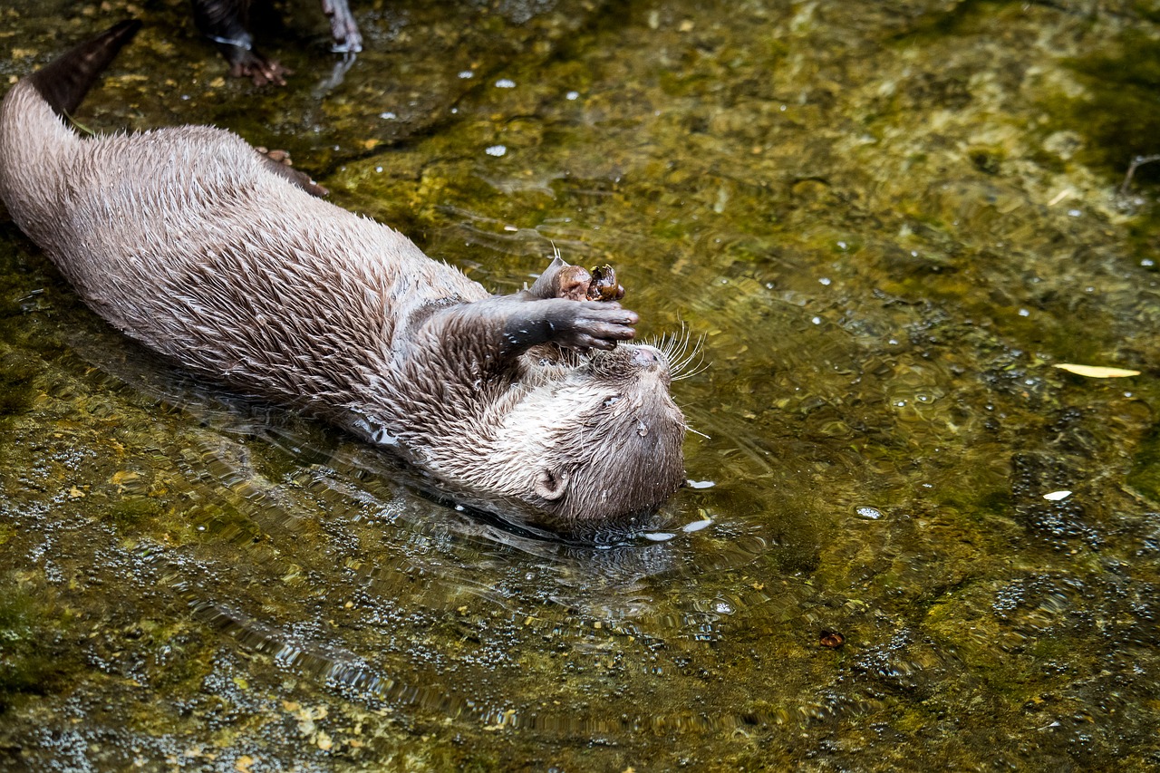 otter  mammal  rodent free photo