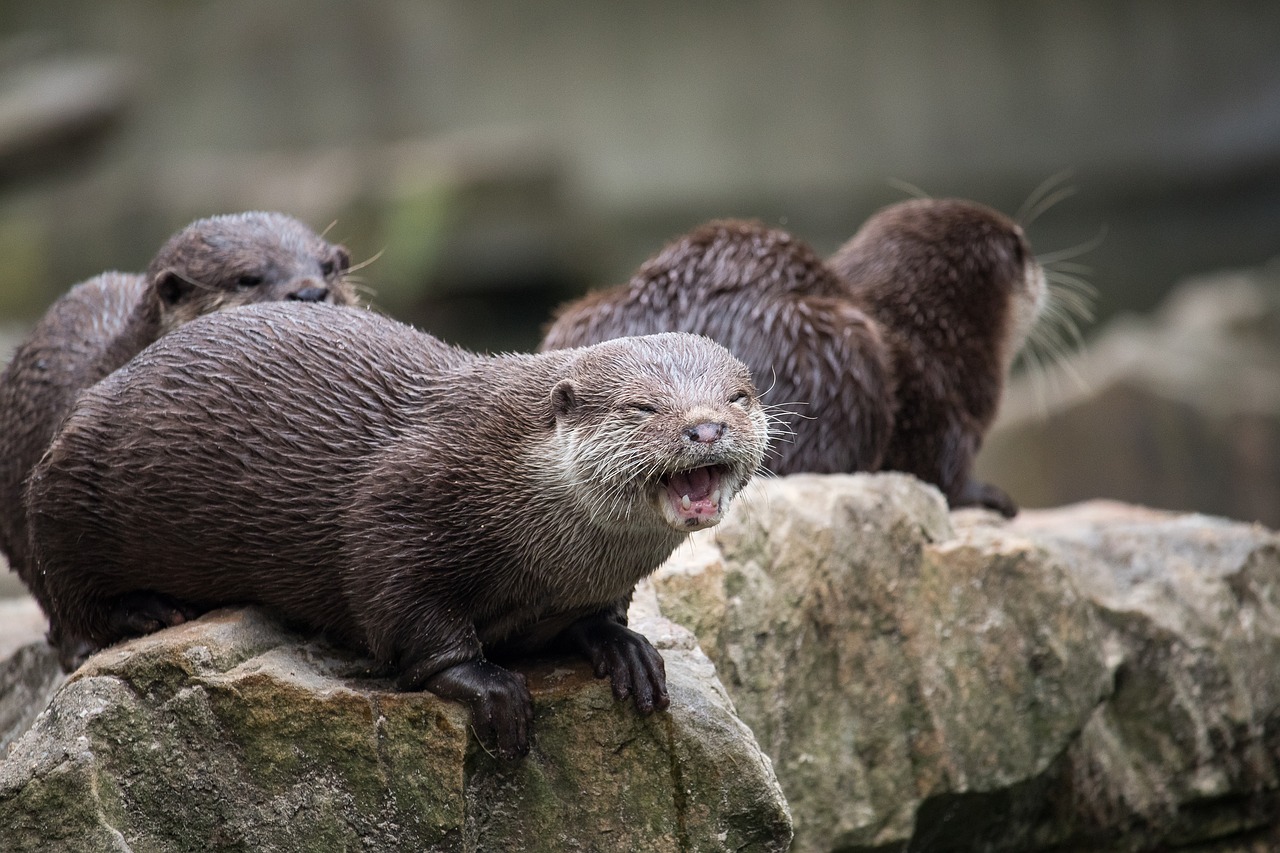 otter  mammal  rodent free photo