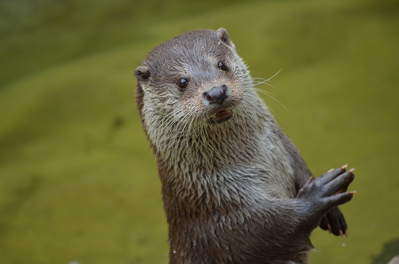otter cute animal free photo