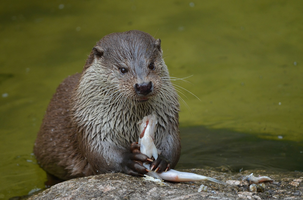 otter feeding eat free photo