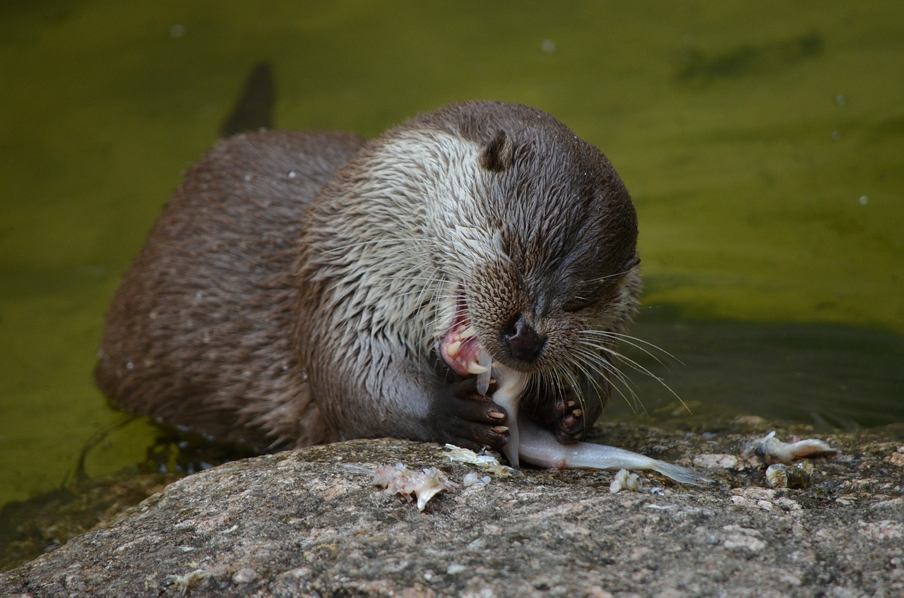 otter eat feeding free photo