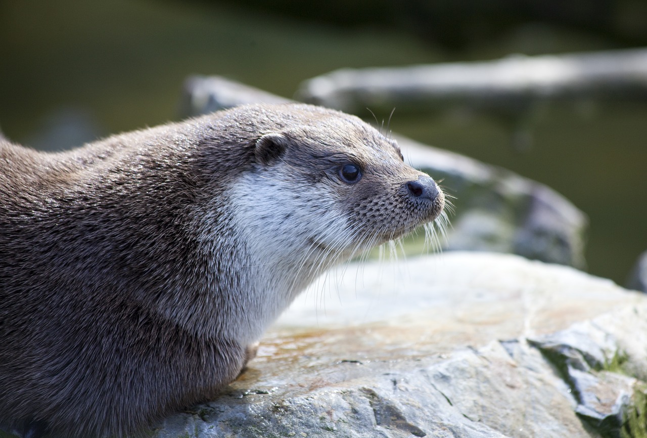 otter  mammal  amp shipping free photo