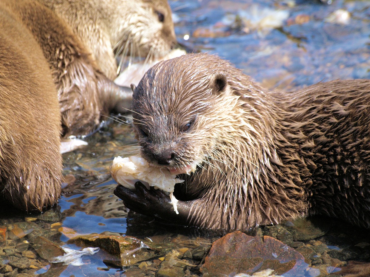 otter  feeding  wildlife free photo