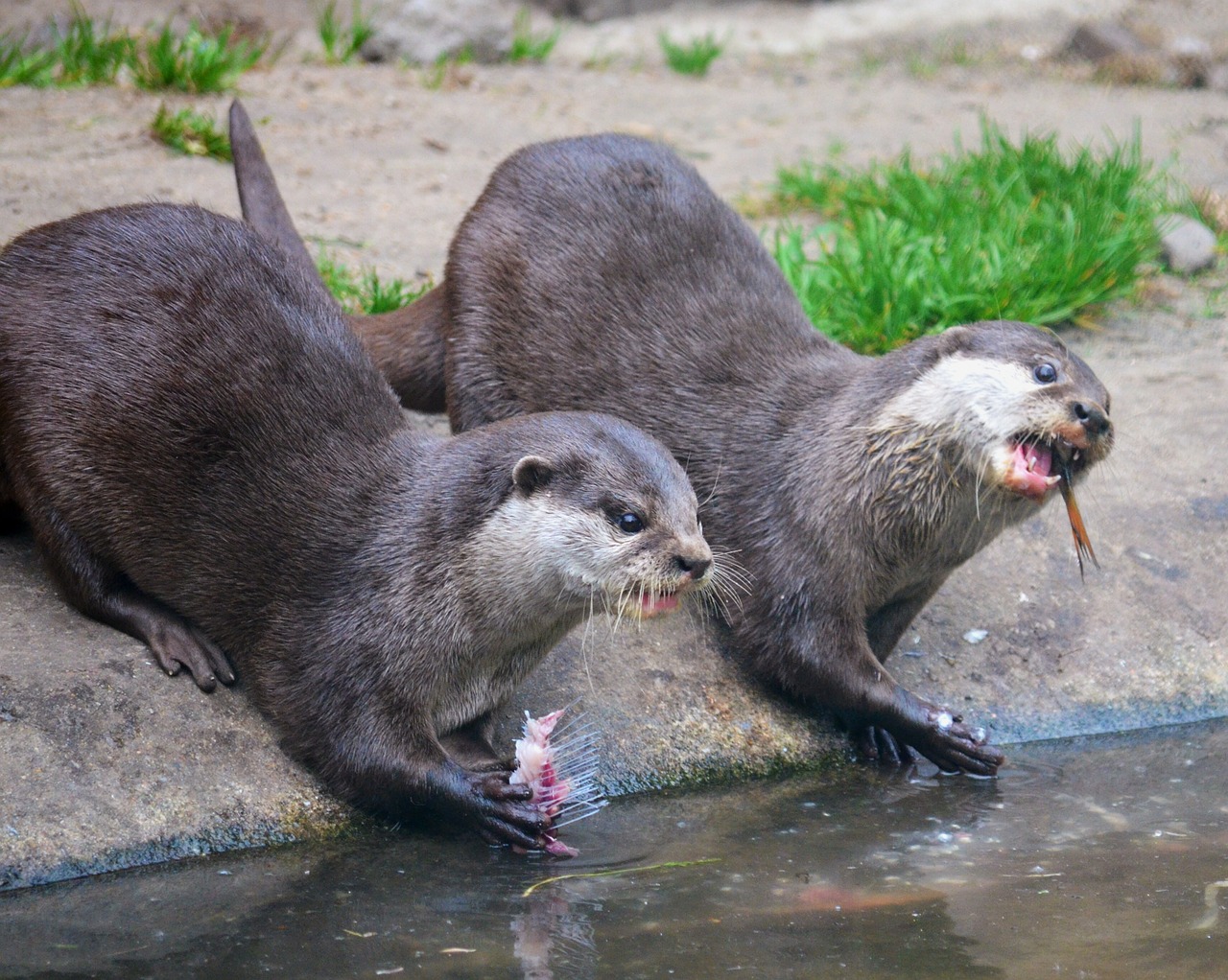 otter eat zoo free photo