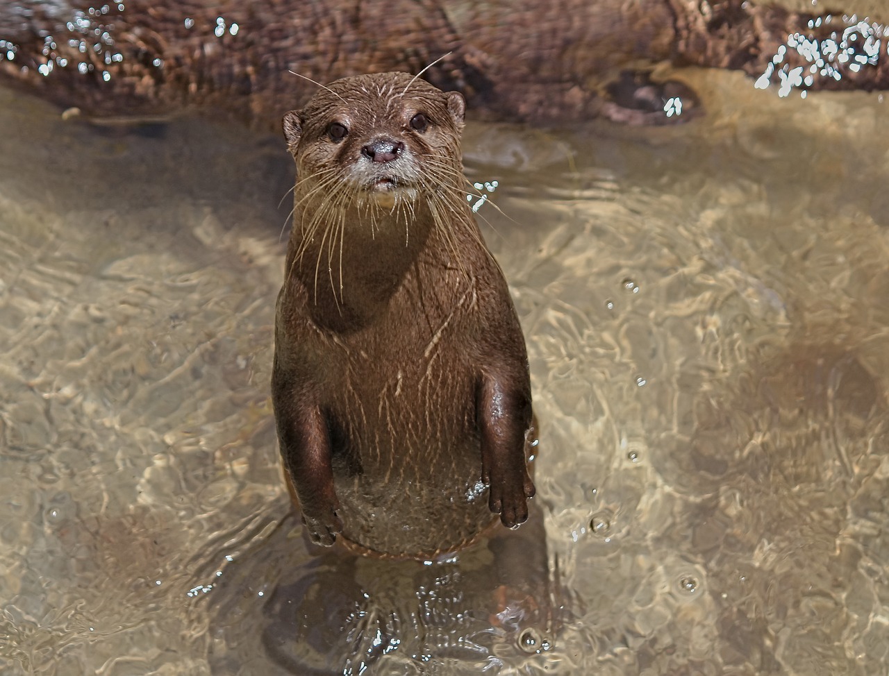 otter  small  asian free photo