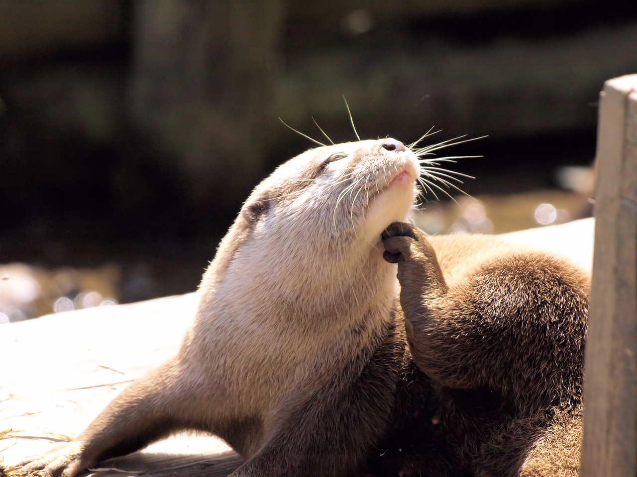 otter  grooming  animal free photo
