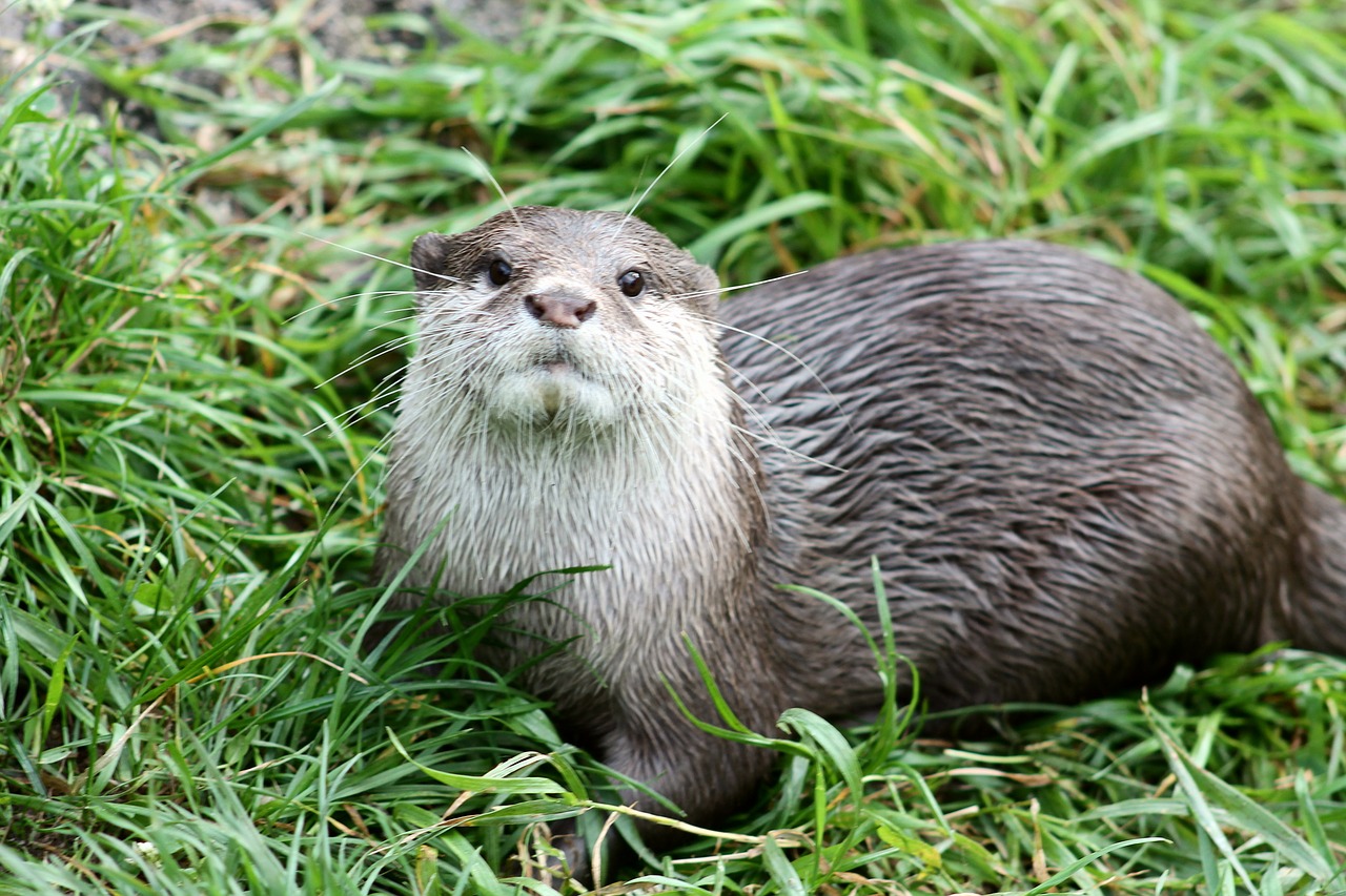 otter animal nature free photo