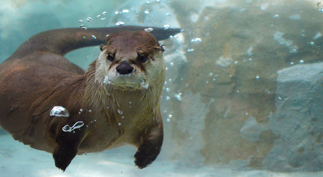 otter underwater mammal free photo