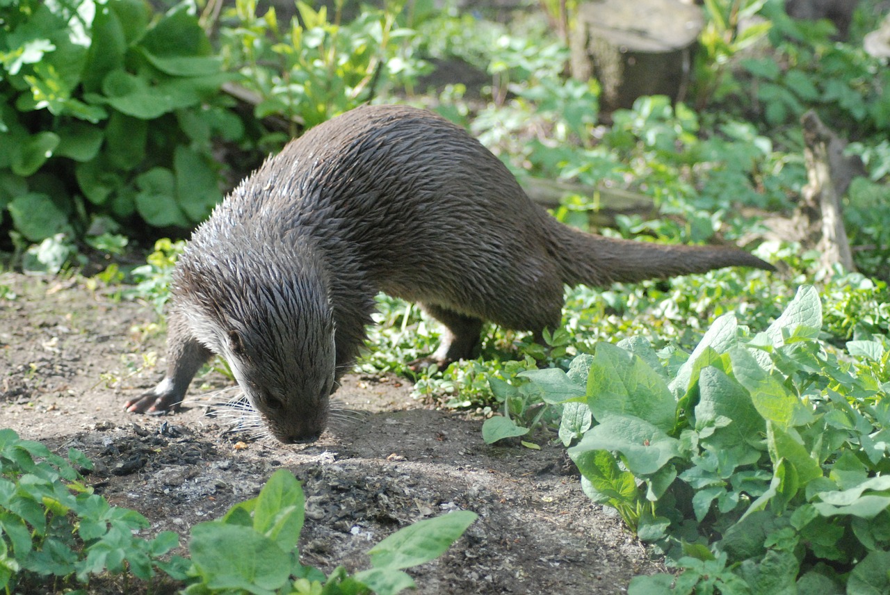 otter wet animal free photo