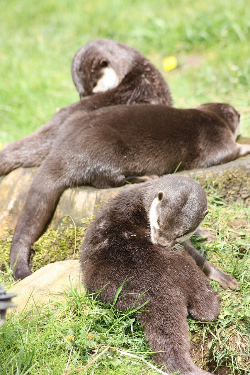 otter wirldpark animals free photo