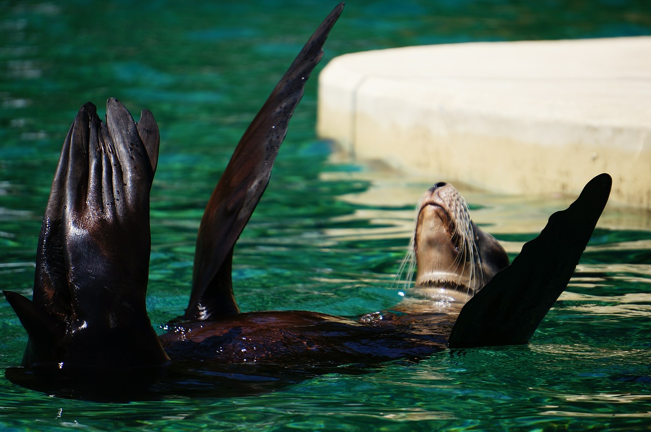 otter zoo animal free photo