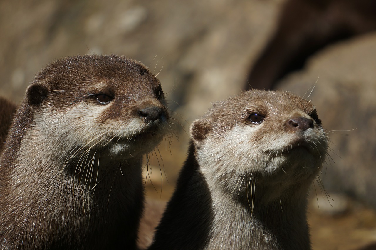 otter zoo animal free photo