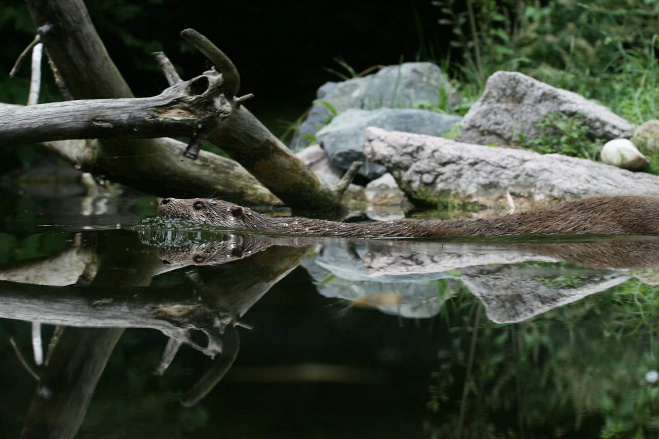 otter water holiday free photo