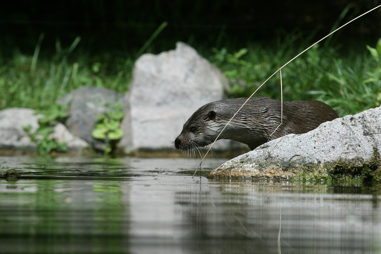 otter stork nature free photo