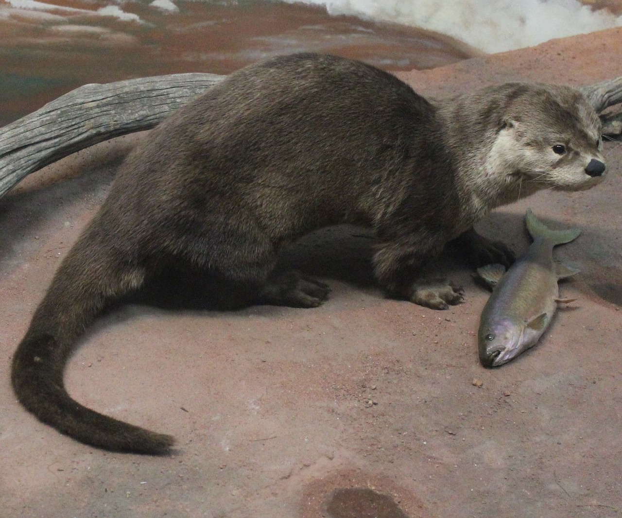 otter fish-eater mammal free photo