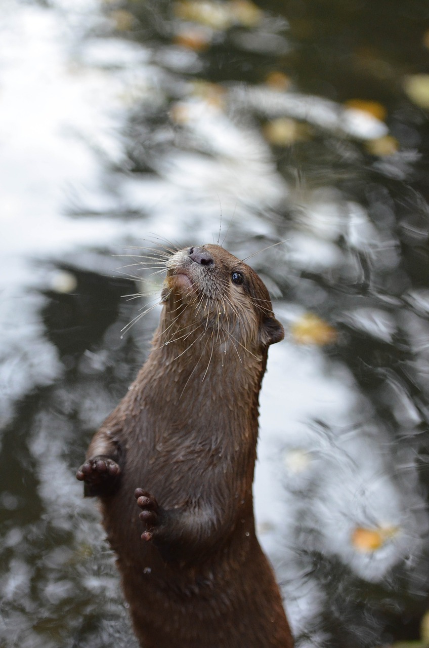 otter zoo sweet free photo