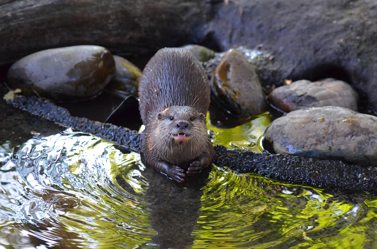 otter zoo sweet free photo