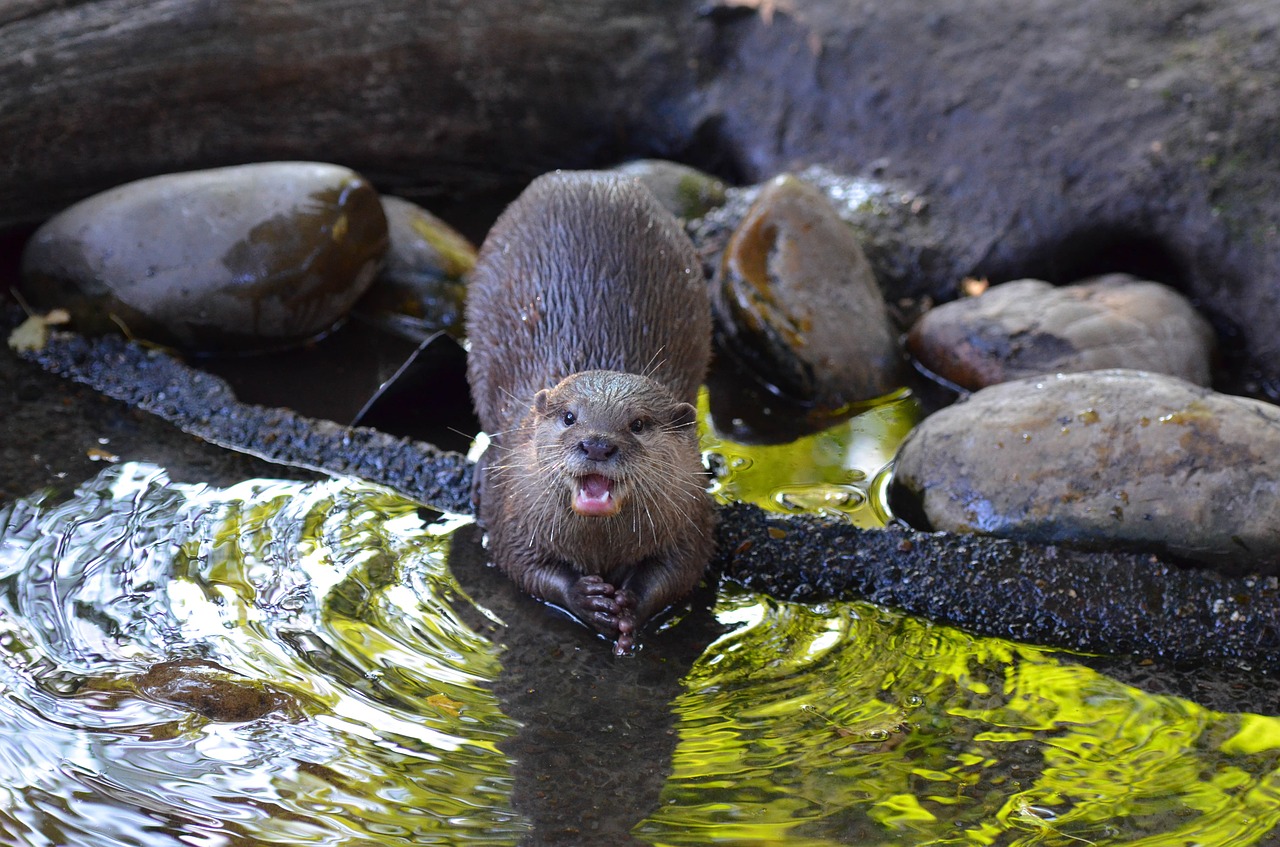 otter zoo sweet free photo