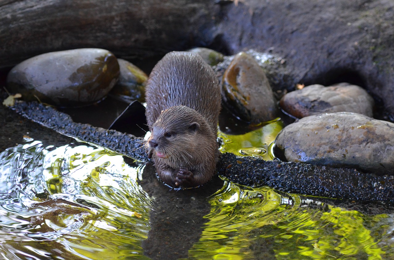 otter zoo sweet free photo