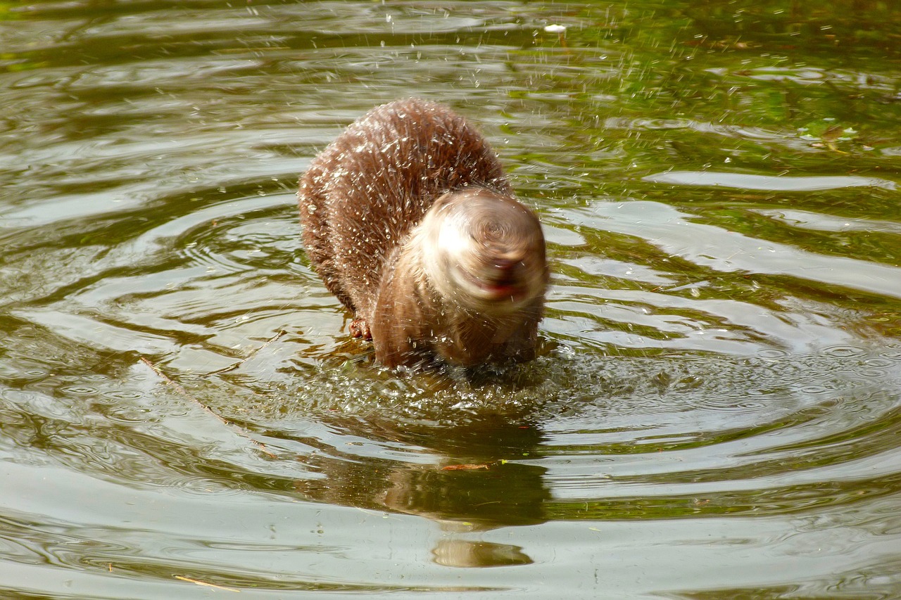 otter wildlife park zoo free photo
