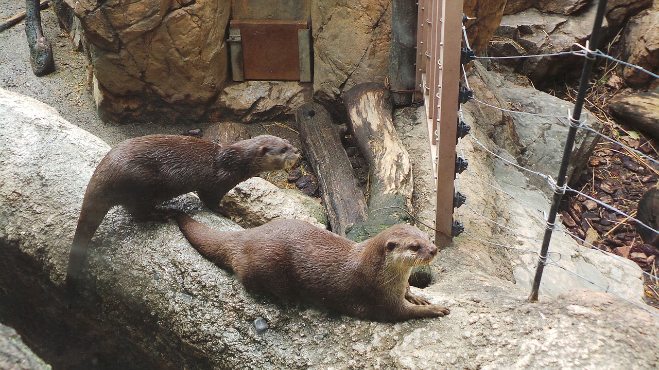 otter zoo ueno free photo