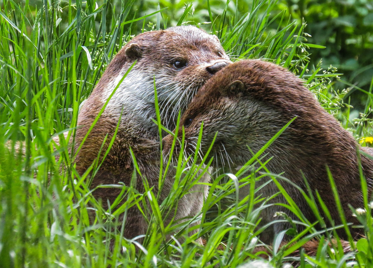 otter animals water free photo