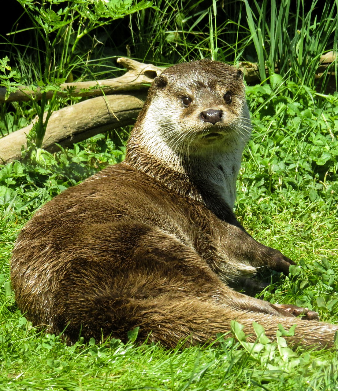 otter wildlife photography fur free photo