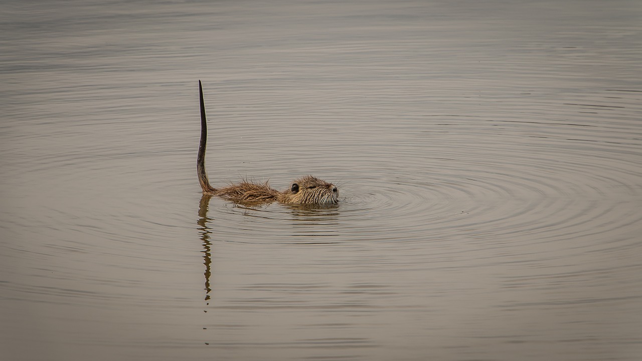 otter laguna animal free photo