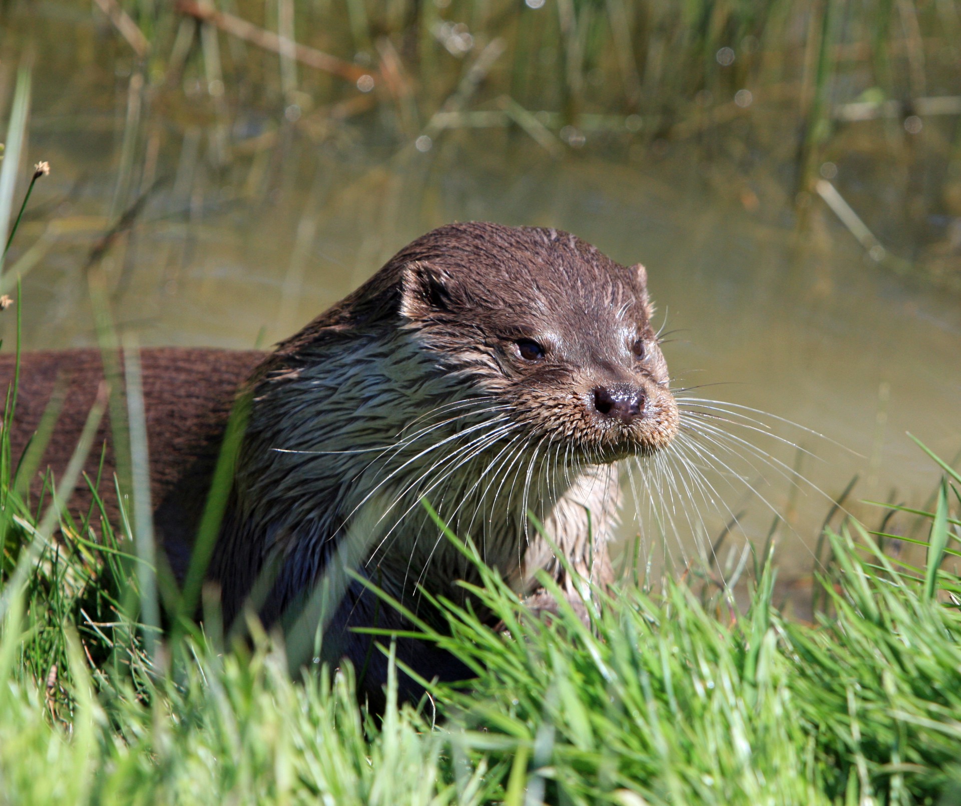 otter animal close-up free photo