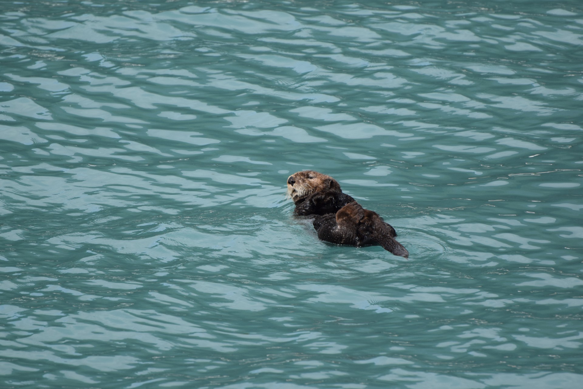 otter floating seward free photo