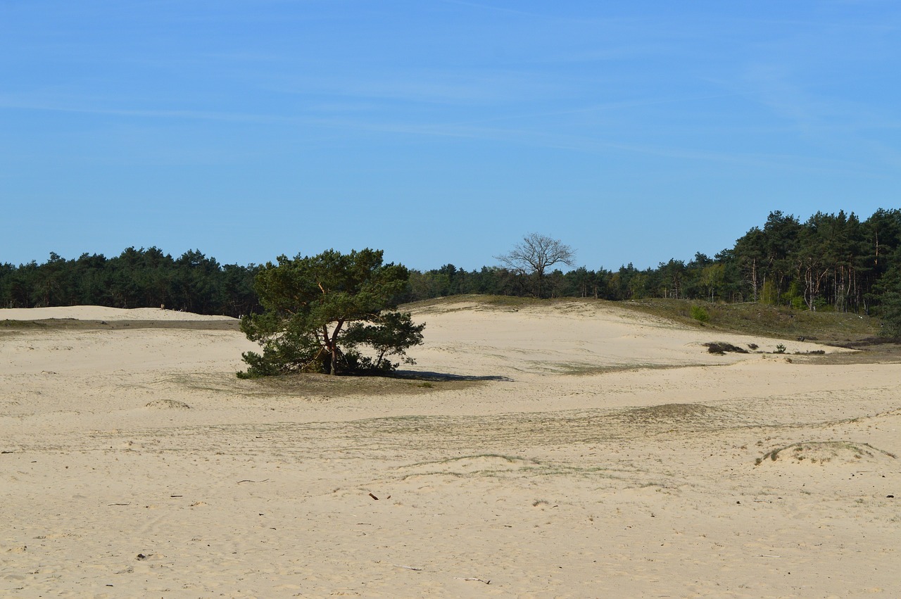 otterlo veluwe sand dunes free photo