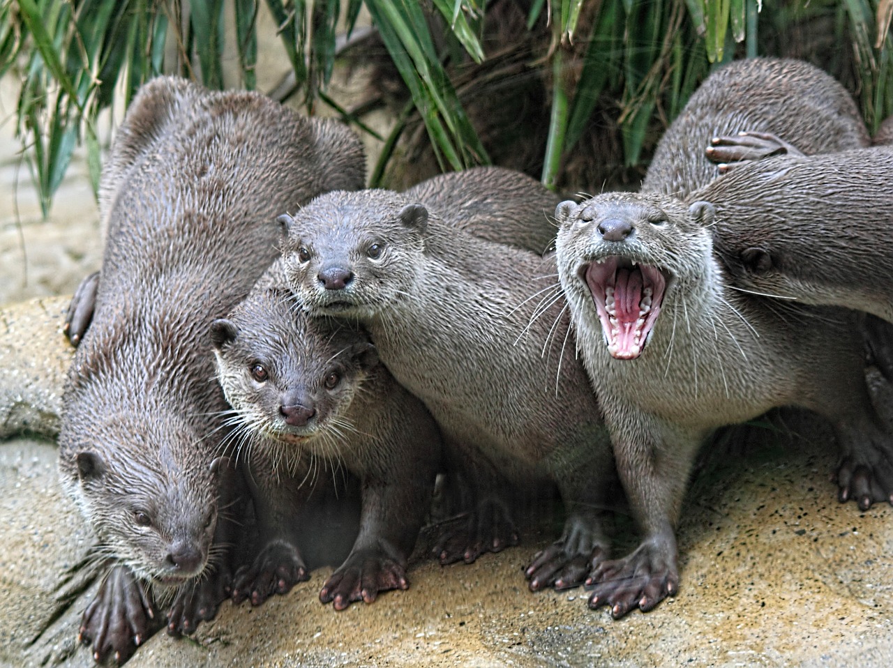 otters group animal free photo