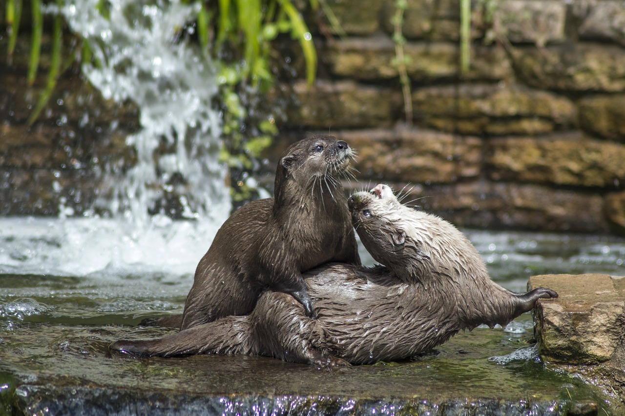 otters otter wildlife free photo