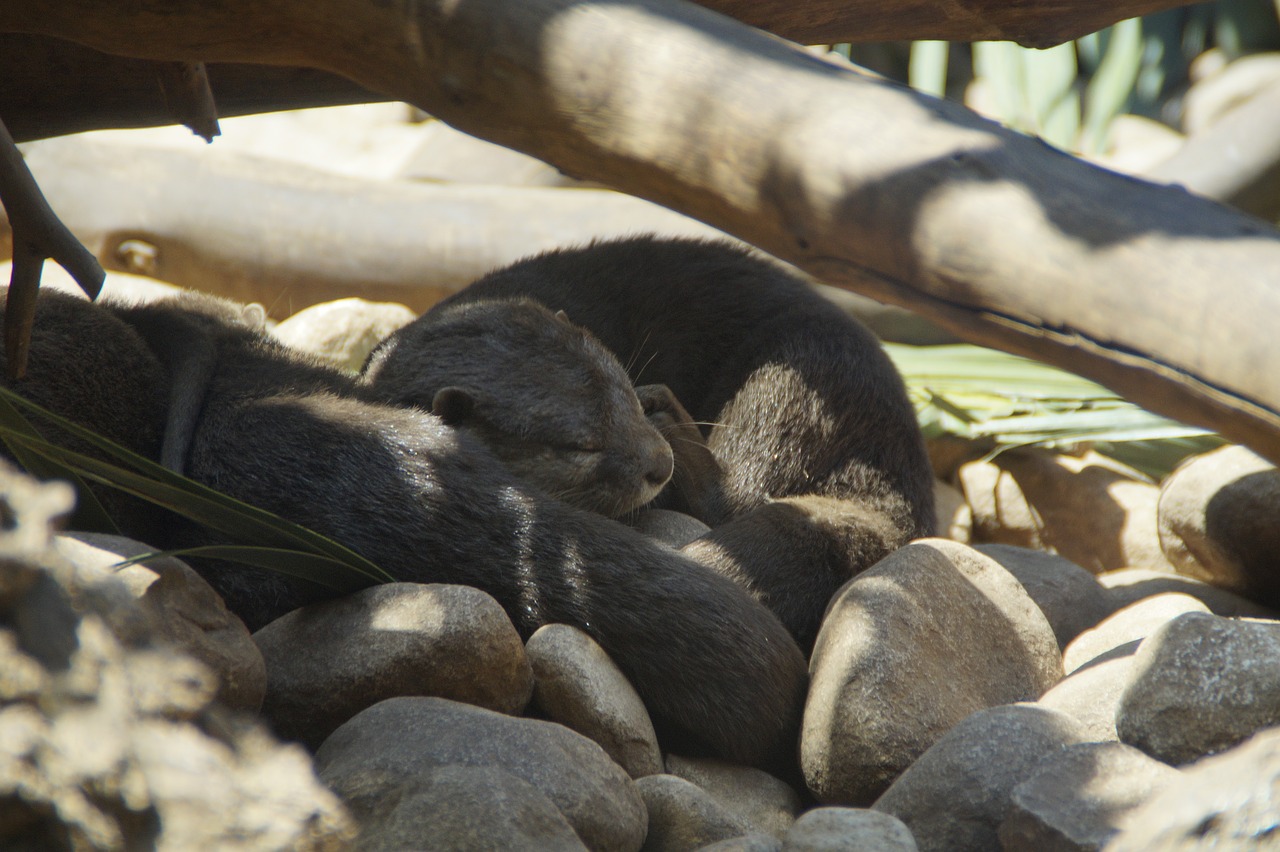 otters lazy tired free photo
